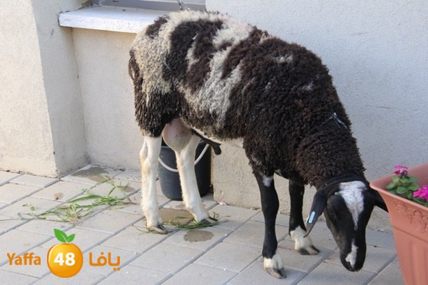 ajyal 3eeed810 (44).JPG